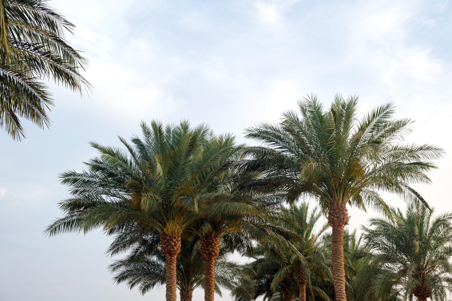Discover Dahshur Countryside