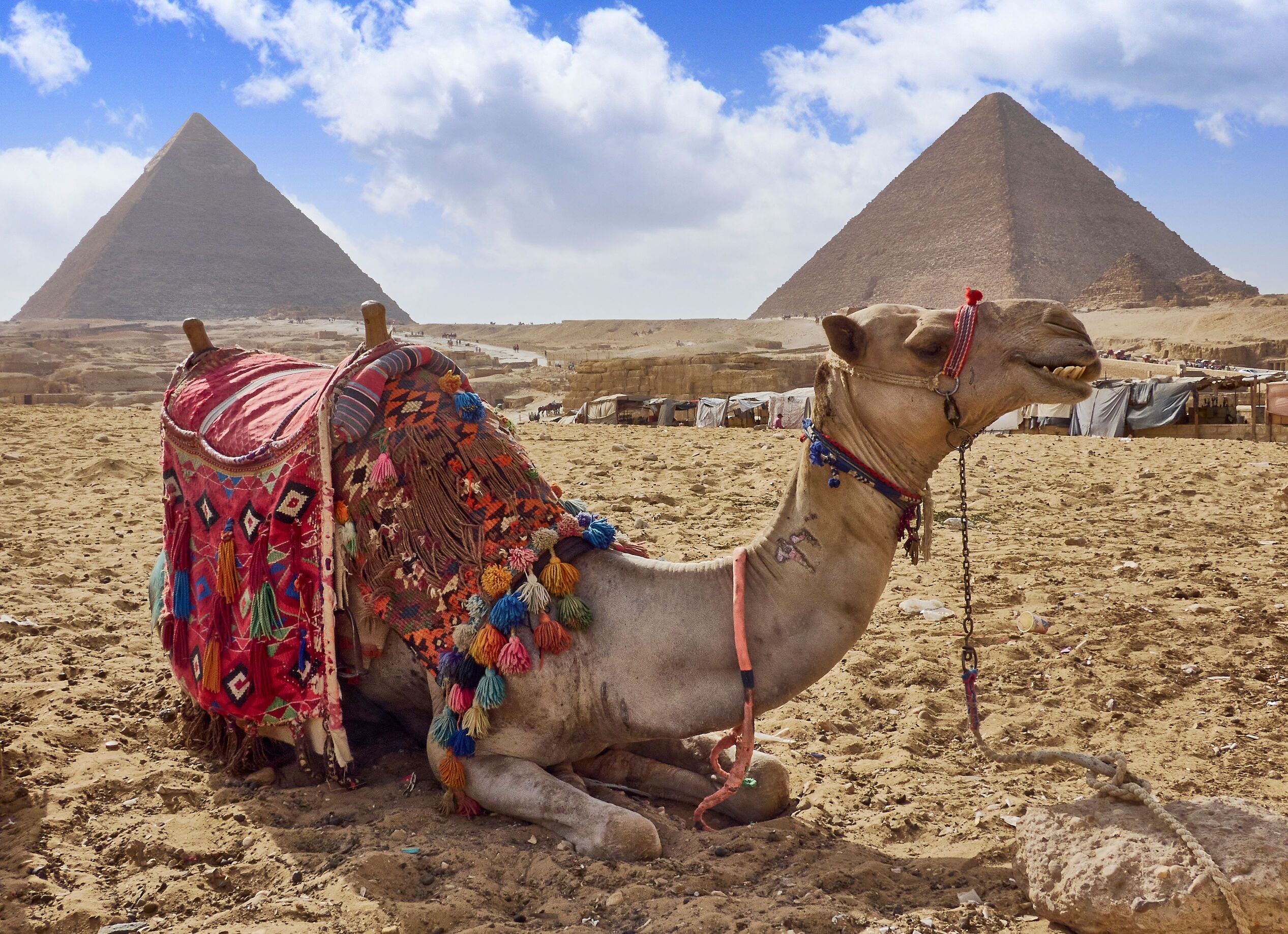 camel-at-giza